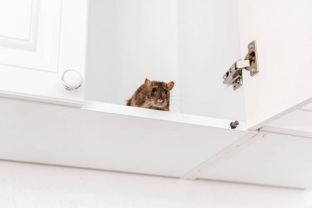 low angle view of small rat in white kitchen cabinet