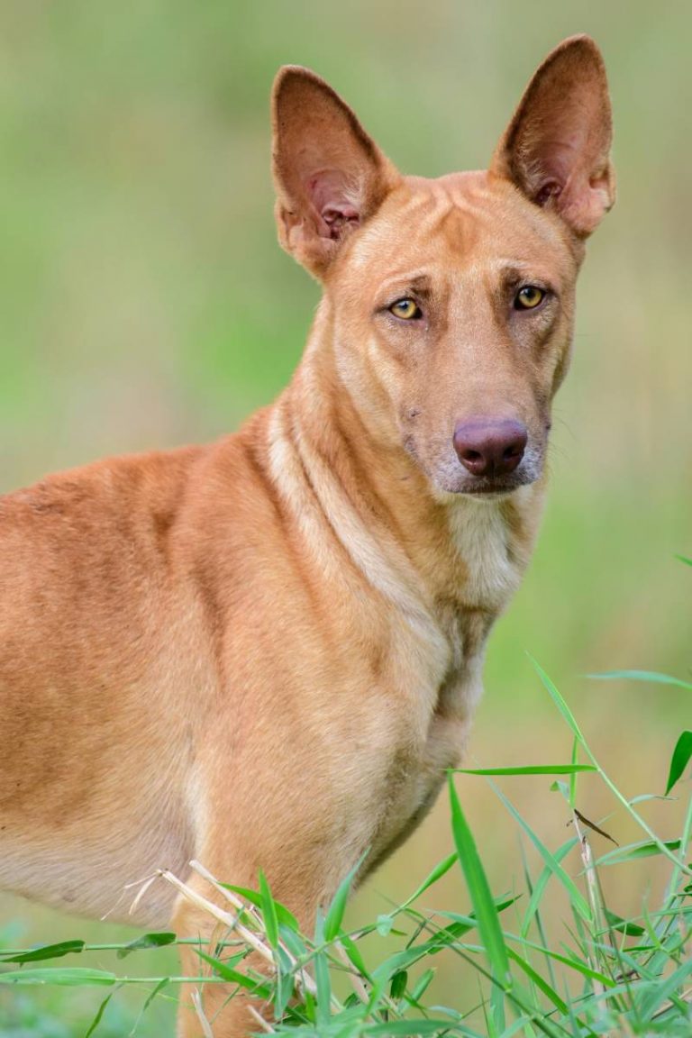 Are dingoes Australian native? Are dingoes and dogs relative?