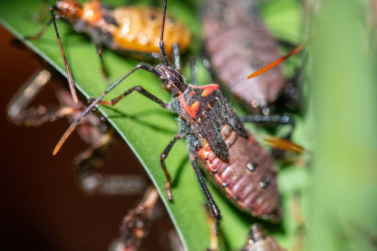 Lawn Bug Infestation: How Many Types of Lawn Bugs You Should Be Worried About?